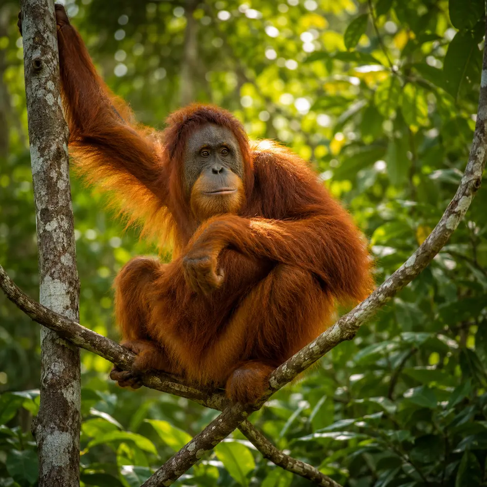Sabah Kinabalu and coast itinerary